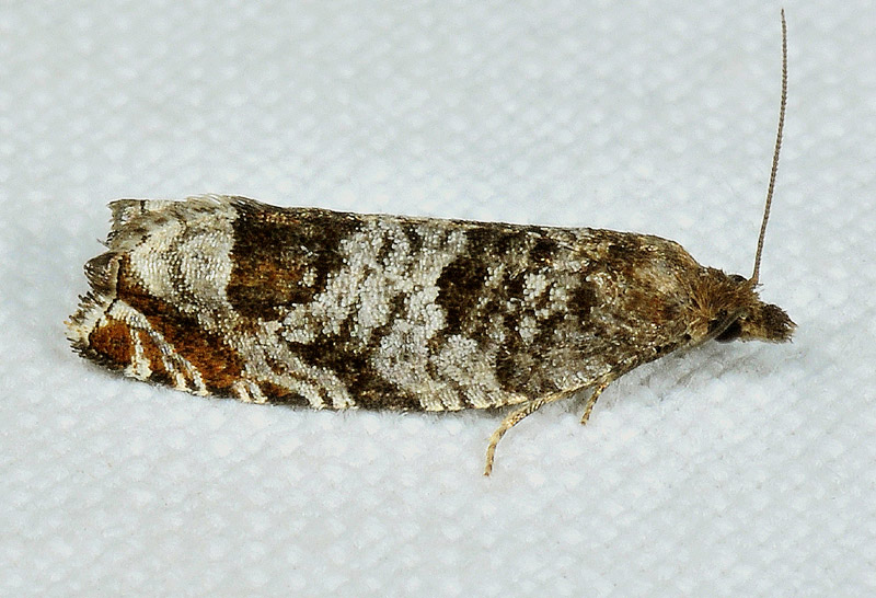 11 Tortricidae - Ancylis achatana